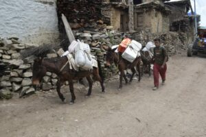 Mule is way of transportation in humla